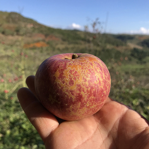 【统货】云南蒙自西北勒野生冰糖心丑苹果小苹果非昭通丑苹果