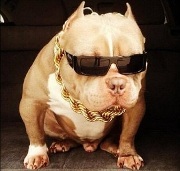 狗老大强壮狗粮猫粮店