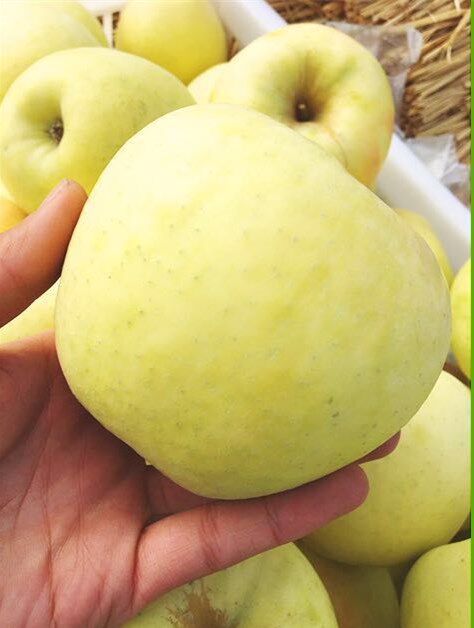 智利进口澳洲西梅大果 新鲜孕妇水果 顺丰空运包邮小法兰西梅.