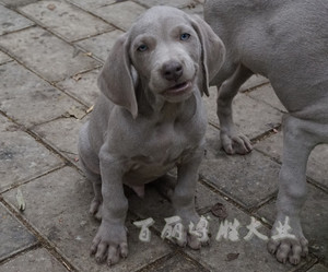 灰色蓝眼睛的猎犬图片