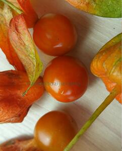 东北红姑娘果特产水果新鲜当季苦灯笼果红菇娘洋姑娘果大果苦菇凉