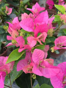 三角梅(绿叶宫粉)带盆扦插小苗,请看宝贝详情