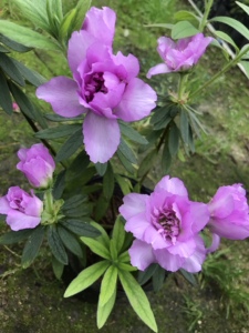 皋月杜鹃岸牡丹 淡紫色带香味重瓣花卉 耐寒耐高温室内外庭院阳台