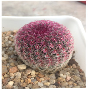 红太阳仙人球 紫太阳 实生仙人球 稀有珍贵品种办公室多肉植物