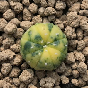 兜锦仙人球 星球兜变异糖果兜 稀有品种一图一拍