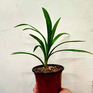 80一石食品专营店天猫【】香兰叶新鲜食用斑斓叶