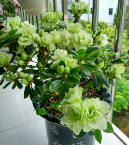 大部分地区顺丰包邮 比利时杜鹃 绿色光辉 偏远发中通 不带花