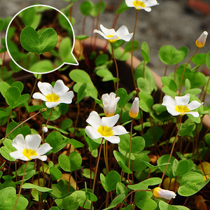 酢浆草盆栽成品 :一片心 oxalis simplex 每片叶子长得都像小心心