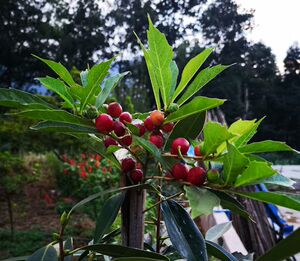 菱叶冠毛榕牛奶根裂叶榕奶浆果剪刀籽树地瓜特色绿植盆栽重庆药材