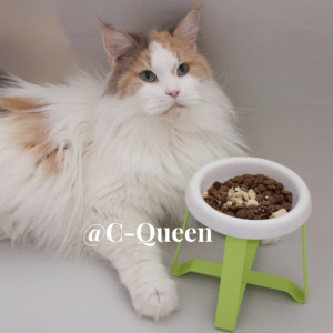 CQueen正版日本pecolo碗宠物高脚碗架保护颈椎猫狗食碗陶瓷不锈钢
