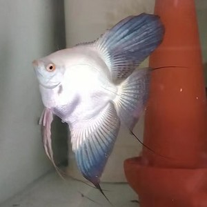 海鸥神仙鱼活体热带鱼精品海鸥活体鱼苗海鸥燕鱼精品燕子鱼