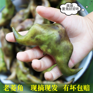 新鲜老菱角湖北洪湖特色蔬菜凌角应季黑棱角牛角青菱角大菱粉糯