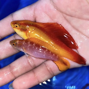 夏威夷火焰雀 海水鱼观赏鱼小丑鱼活体神仙活体小鱼海水鱼