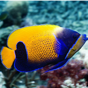 人工马鞍神仙鱼 海水鱼观赏鱼黄金吊活体珊瑚