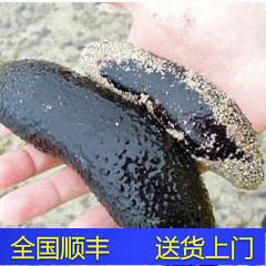 迷你黑海参 翻砂海参翻沙生物翻砂海星小丑鱼海水鱼