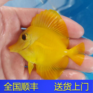 黄金吊 黄一字吊 海水鱼蓝吊活体珊瑚小丑鱼