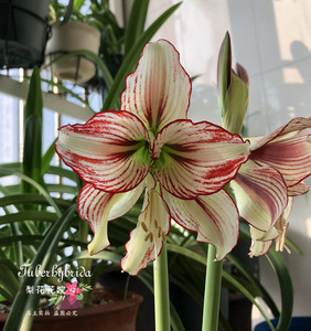 梨花花院 【现货】南非进口朱顶红 蜻蜓 多年生