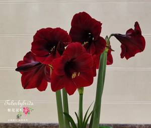 【11-12月到货】大天后 荷兰进口朱顶红种球 多年生  梨花花院