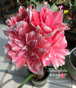 梨花花院【特价清仓】荷兰进口朱顶红 双梦(超级漂亮)