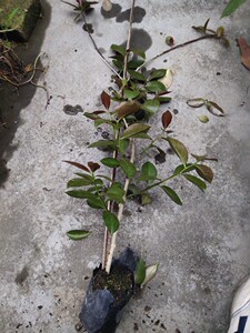 叶仙老桩小苗 木麒麟 蟹爪兰嫁接贴木送嫁接专用夹子