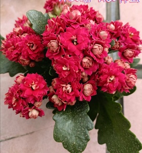 大花品种 马德里长寿花 带花苞原土原盆