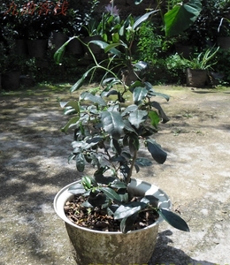 大红袍茶苗 茶叶盆景 武夷山旅游纪念 观赏盆栽植物 绿色植物