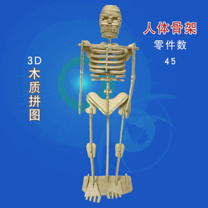 人体骨骼骨架模型儿童益智玩具小学生手工拼装材料木质3d立体拼图