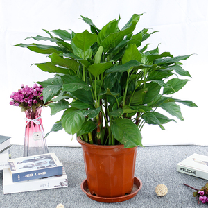 万年青植物广东