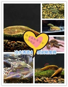 033人付款天猫冷水清道夫琵琶鳅双吸盘贵州爬岩鳅鱼缸除藻工具鱼清理