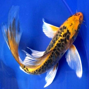 001人付款淘宝红金蝴蝶鲤鱼全红龙凤蝴蝶鲤长尾红色锦鲤招财鱼冷水鱼