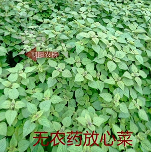 过季四川新鲜木姜菜小鱼香菜 豆花蘸水作料宜宾鱼香叶非藿香 木香