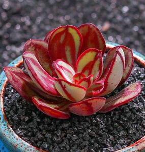 丸叶红司龙骨红司小老桩多肉植物办公室内阳台桌面绿植园艺花卉