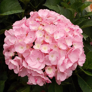 大花绣球舞姬 甜蜜幻想 花园阳台宿根多年生乔木盆栽可调色包对版