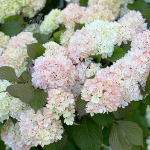 木绣球 粉精灵 粉团荚蒾 室外花园植物多年生耐热耐寒趣味盆栽