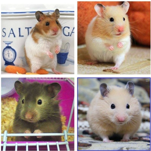 奶牛熊金丝仓鼠活物已打疫苗熊类鼠小宠物小型学生宿舍金丝熊活体