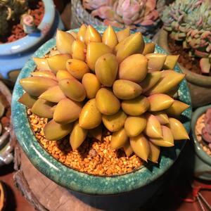 黄金版象牙多肉植物红象牙玉珠冬云4-5cm多肉组合盆栽花卉绿植