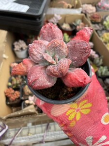 00萌肉植物馆淘宝超大多头全疣石莲卷叶男爵多肉植物稀有罕见贵货