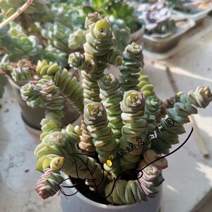 蜗蜗多肉植物一物一拍超大老桩群生钱串