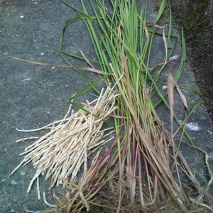 神农架大山特产新鲜无污染白茅根野生现挖 茅草根毛草根 丝毛草根