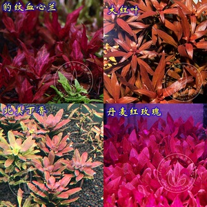 丹麦红玫瑰/大红叶/豹纹血心兰/北美丁香/辣椒榕缸配缓生红色水草图片