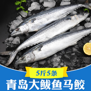 净5斤 青岛鲅鱼新鲜鲜活冷冻马鲛鱼大整条鲜鲅鱼海鲜水产海鱼水产