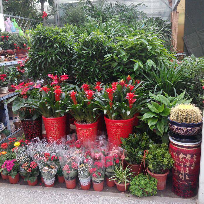 香水百合 节日礼品年宵花卉花篮 开花绿植盆栽 限北京送货上门