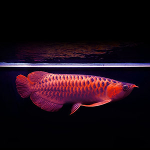 印尼纯血辣椒紫艳红龙鱼超血战车龙鱼活体鱼热带鱼金龙鱼苗观赏鱼