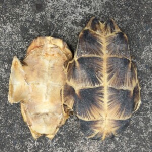 龟甲中华草龟板中药材乌龟壳天然生晒血龟板熬龟甲胶龟壳250g包邮