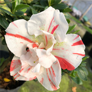 tb0500517419淘宝五宝杜鹃花青锦旗杜鹃花盆栽一株多