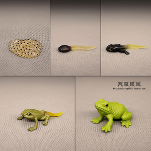 仿真两栖动物模型 受精卵蝌蚪幼蛙青蛙进化成长周期模型教具摆件