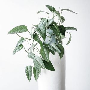 宿务蓝 蓝色麒麟尾淡蓝色叶子开背龟背竹东欧ins风室内攀爬绿植