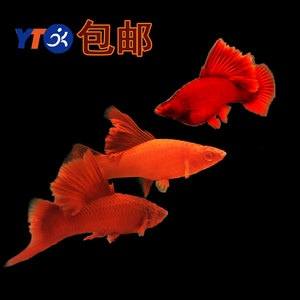 精品红箭种鱼红剑鱼活体热带小型观赏鱼淡水公鱼特价苗子冷水好养