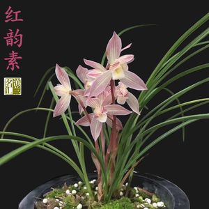 红韵素兰花莲瓣兰名品原生种草本室内盆栽花卉绿植趣味阳台