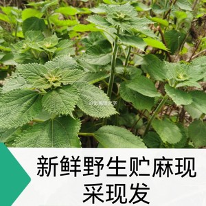 800人付款淘宝新鲜白麻叶野生苎麻叶 白苎麻叶野麻